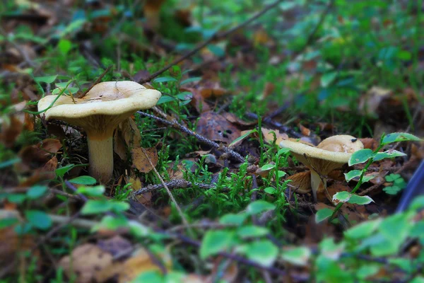 İki hafif bej mantar