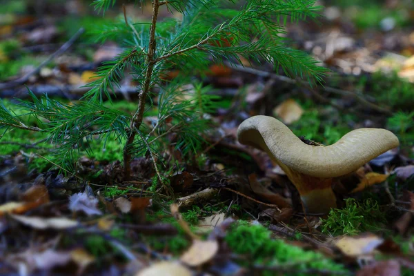 Liv i skogen höst — Stockfoto