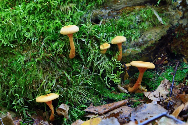 Сім'я грибів на пні — стокове фото