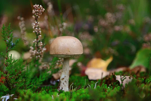 Cogumelo castanho solitário — Fotografia de Stock