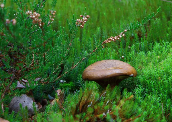 Kleiner Pilz an einem regnerischen Tag — Stockfoto