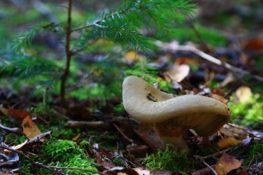Sonbahar ormanın içinde hayat
