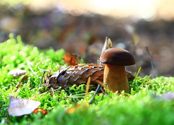 Çörek ve güneş bir şişlik