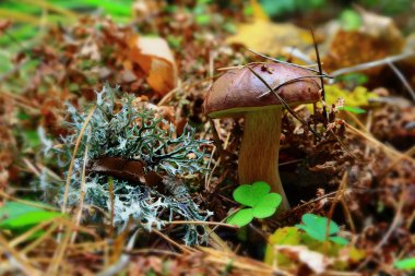 Kahverengi şapkalı yakışıklı mantar