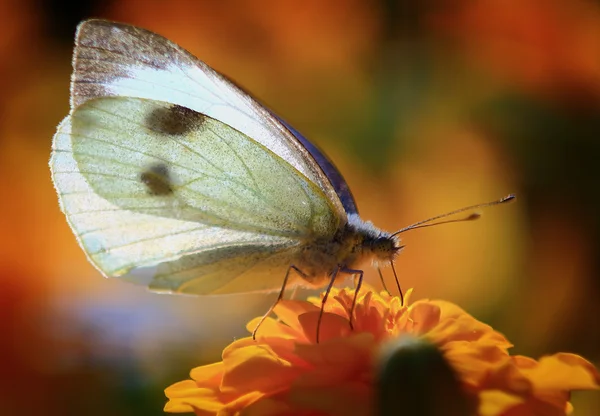 Beyaz kelebek yüzü