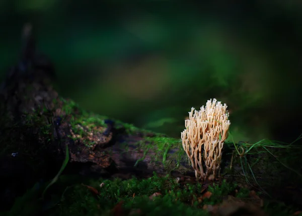 Olağandışı soluk liken