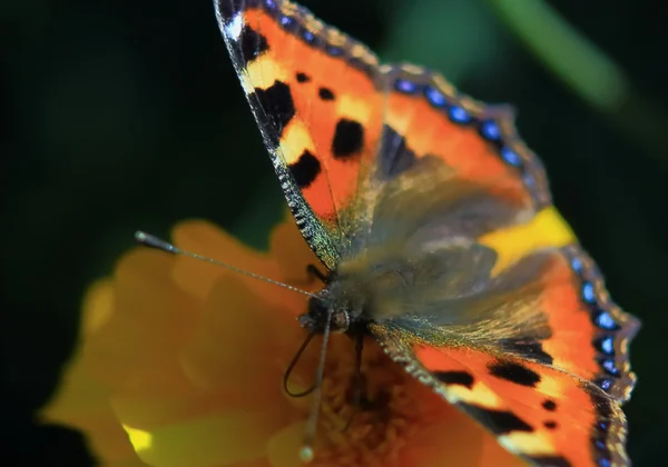 Бабочка с разноцветными крыльями — стоковое фото