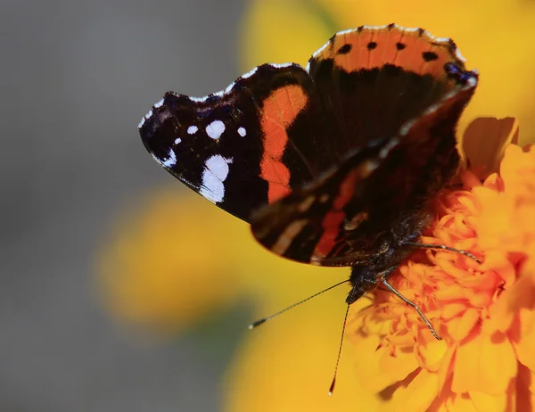 Black-orange butterfly — Stock Photo, Image