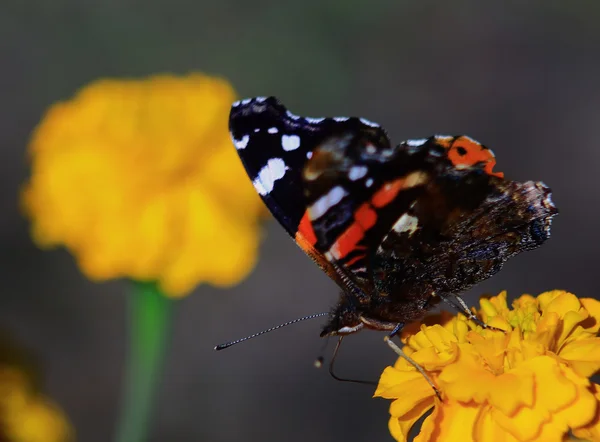 Узорчатая бабочка — стоковое фото