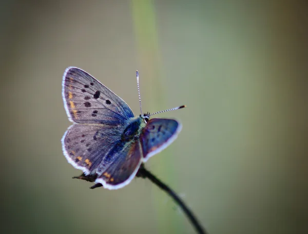 Сказочно красивая бабочка — стоковое фото