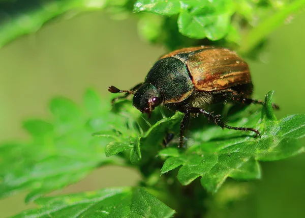 大型の甲虫の 5 月 — ストック写真