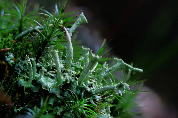 Lichen dans le tir macro — Photo