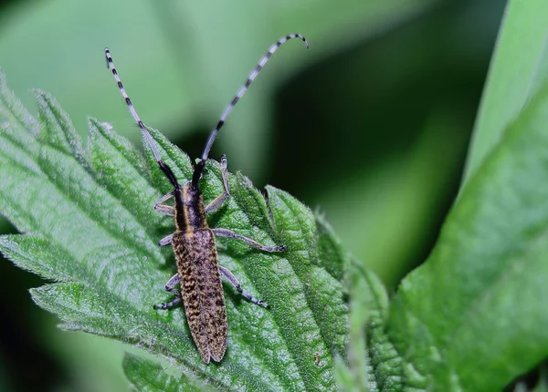 Long whiskers beetle — Stock Photo, Image