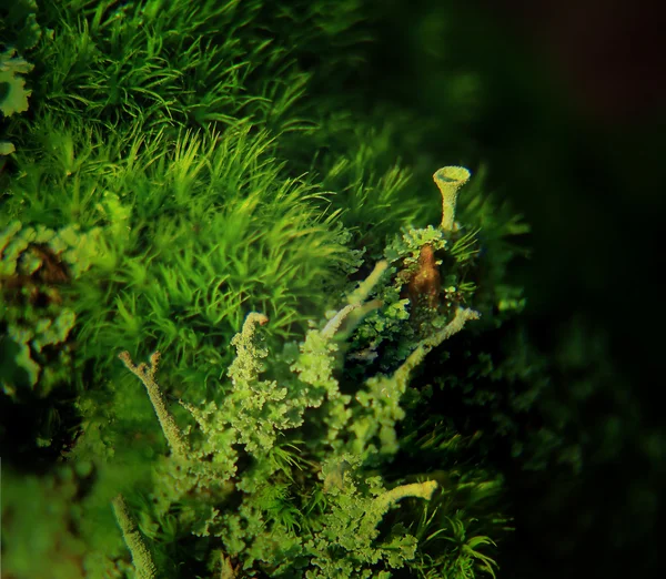 Végétation touffue avec lichen — Photo