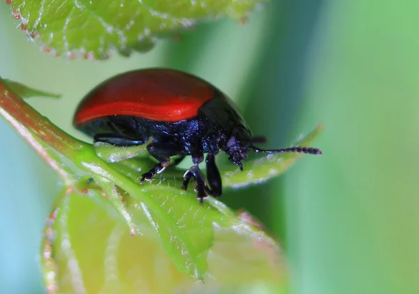 Red beetle on a leaf — Stock Photo, Image