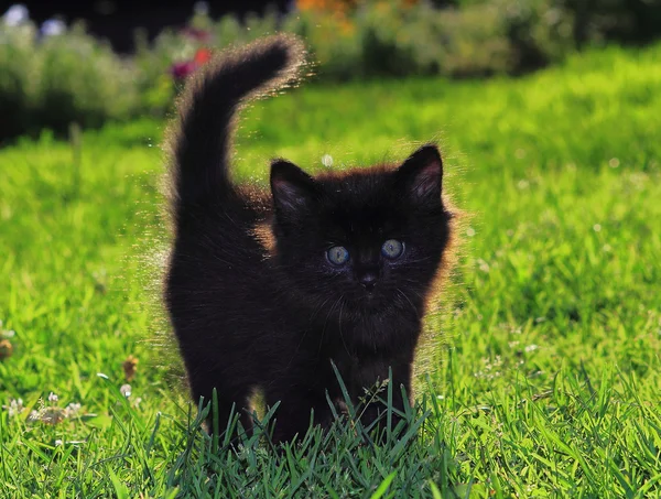 Schwarze Kätzchen lizenzfreie Stockbilder