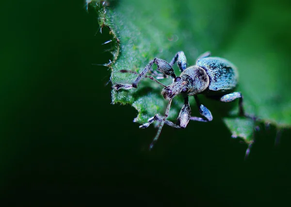 Coléoptère noir — Photo