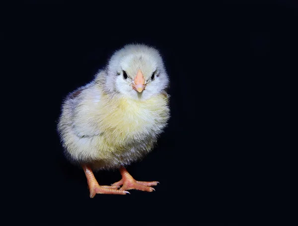 Fluffy little chick — Stock Photo, Image