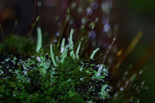 Lichen tubulaire dans les bois — Photo