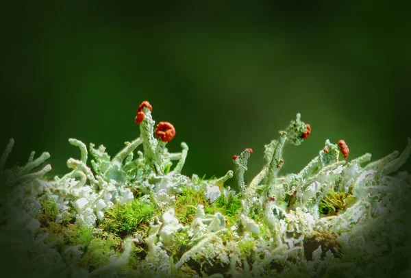 Lichen en fleurs — Photo