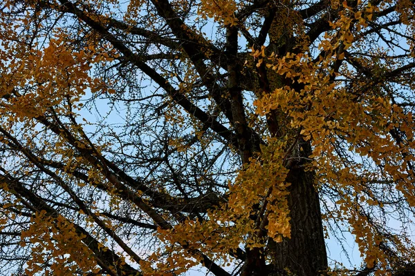 Träd Skog Vid Solnedgången Hösten — Stockfoto