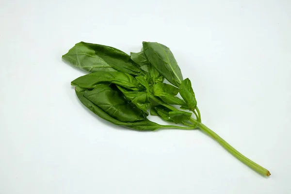 Branch Basil Leaves Plant Used Italian Food Dishes — Stock Photo, Image
