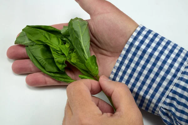 Branch Basil Leaves Plant Used Italian Food Dishes — Stock Photo, Image
