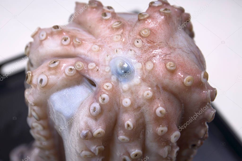 Octopus from the estuaries of Galicia, in northwestern Spain