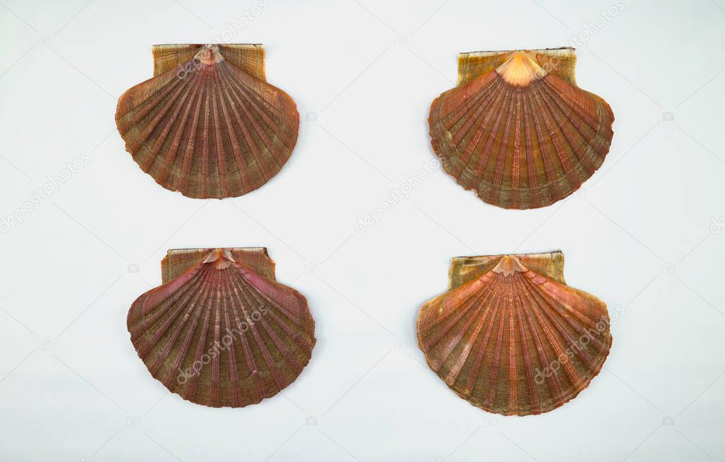 Scallop shells from the estuaries of Galicia