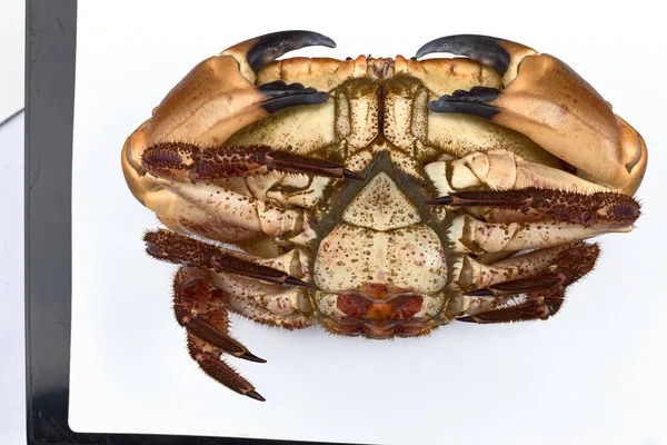 Krab Uit Mondingen Van Galicië Spanje — Stockfoto