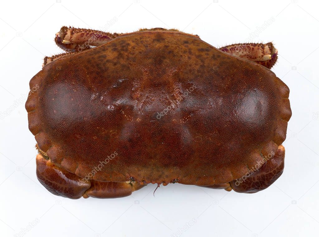 Crab from the estuaries of Galicia, in Spain.