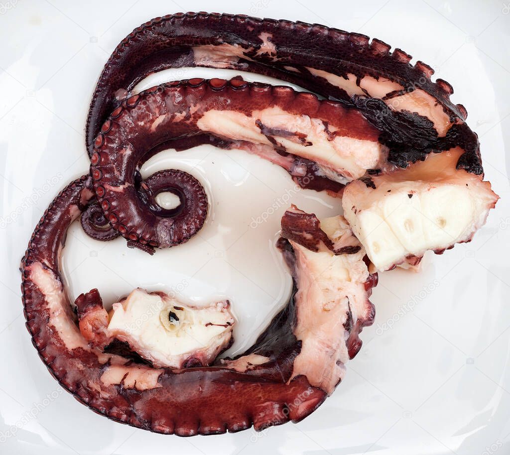 Octopus from the estuaries of Galicia, in northwestern Spain