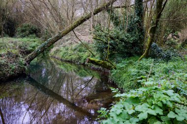 Bereketli bir ormanda, nehrin üzerinde küçük bir köprü.