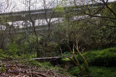 Bereketli bir ormanda, nehrin üzerinde küçük bir köprü.