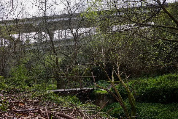 Bereketli bir ormanda, nehrin üzerinde küçük bir köprü.