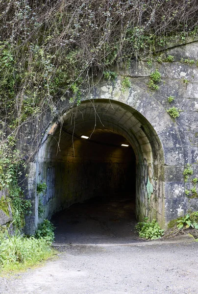 Yeşillik bir ormanda patikası olan küçük bir tünel.