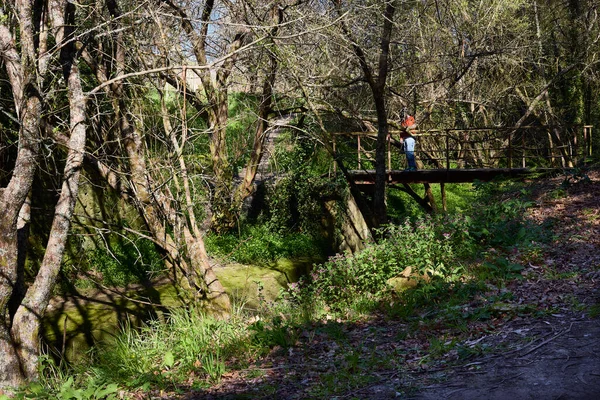 Man on a bridge in a lush forest