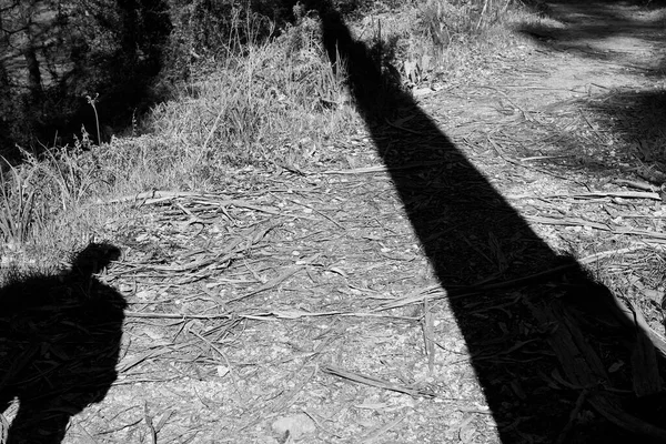 Forest and shadows of a man and a very tall tree