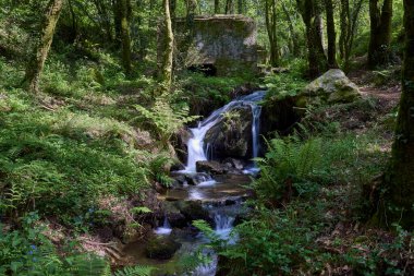 Eski değirmen, terk edilmiş ve harabelerde, deresi olan bir ormanda.