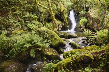 Bereketli bir ormanda şelaleli bir nehir.