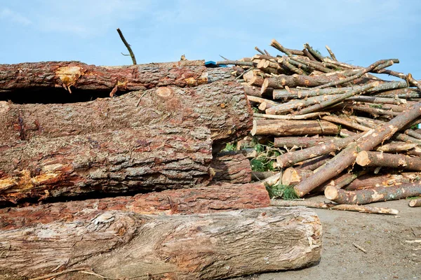 Pilha Toras Madeira Para Construção — Fotografia de Stock