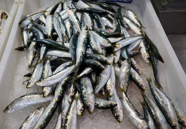 Markette bir kutu sardalya. Yazın yaygın olarak tüketilen mavi balıklar