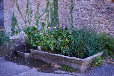 Bitkileri, çiçekleri ve çeşmesi olan eski çamaşır odası.