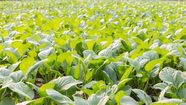 Sebze Bahçesi, bataklık choy 