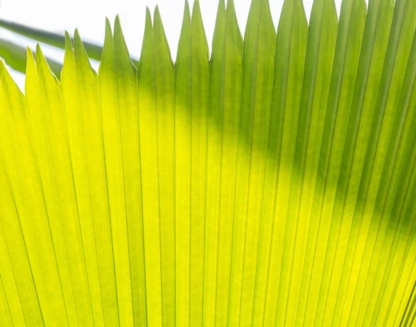 Açúcar folhas de palma — Fotografia de Stock