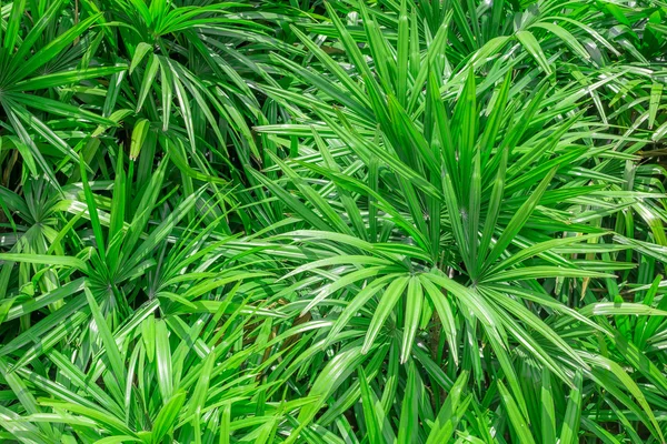 Papyrus green leaf — Stock Photo, Image