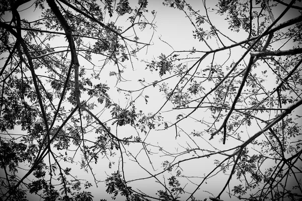Ветви дерева абстрактные — стоковое фото