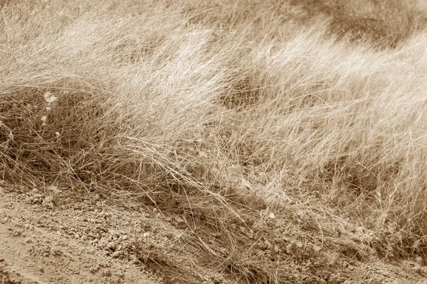 Hierba seca y tierra seca — Foto de Stock