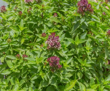 fesleğen bitki çiçek çiçeklenme