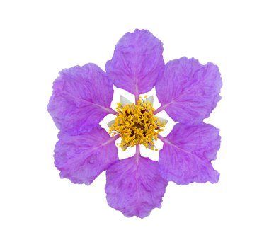 Lagerstroemia loudoni Teijsm çiçek